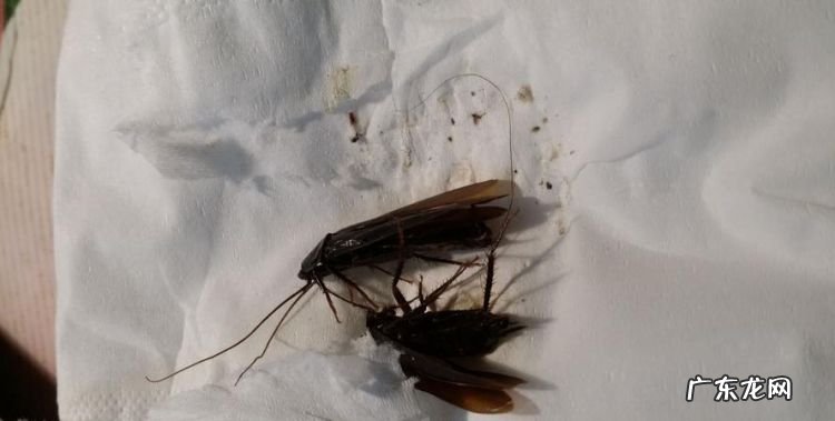特别大的蟑螂怎么处理,家里有巨型蟑螂怎么办