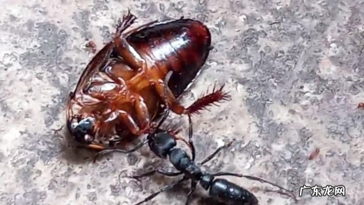 特别大的蟑螂怎么处理,家里有巨型蟑螂怎么办