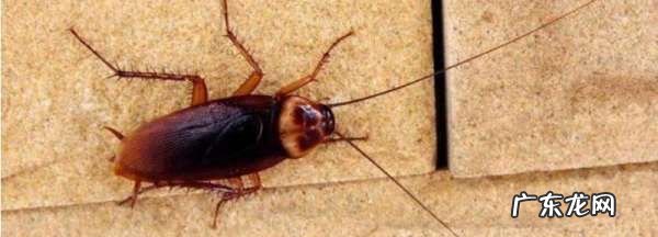 特别大的蟑螂怎么处理,家里有巨型蟑螂怎么办