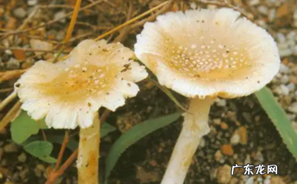 农村常见毒蘑菇有哪些,山东常见的毒蘑菇有哪些