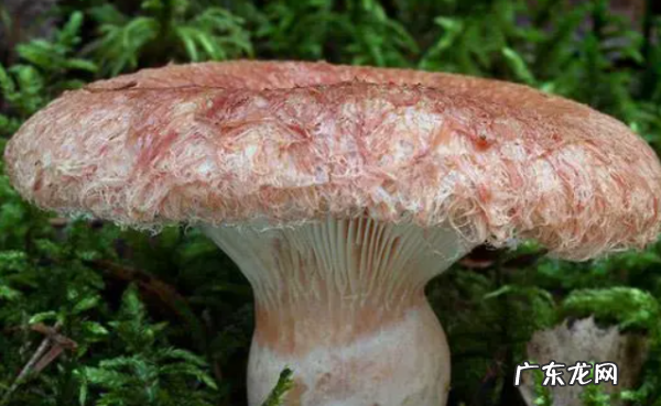 农村常见毒蘑菇有哪些,山东常见的毒蘑菇有哪些