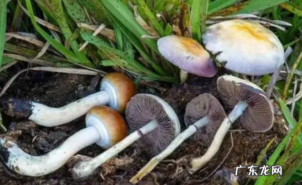 农村常见毒蘑菇有哪些,山东常见的毒蘑菇有哪些