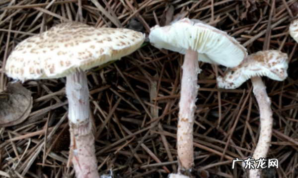 农村常见毒蘑菇有哪些,山东常见的毒蘑菇有哪些