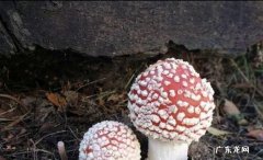 农村常见毒蘑菇有哪些,山东常见的毒蘑菇有哪些