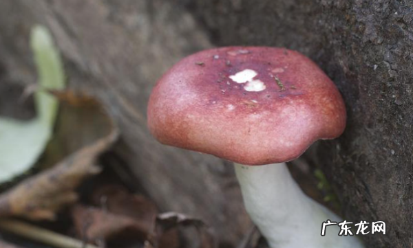 农村常见毒蘑菇有哪些,山东常见的毒蘑菇有哪些