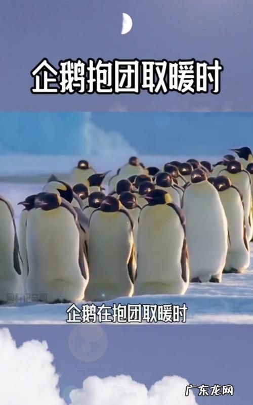 抱团取暖的模式合法,负债联盟平台是合法