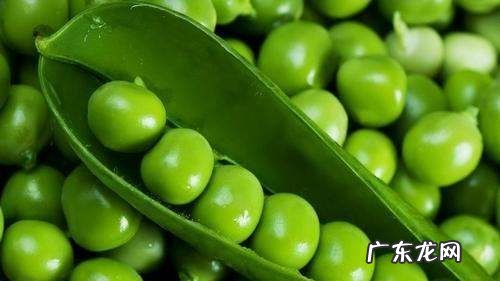 冬豆发芽了可以吃,豌豆发芽了还能吃
