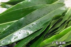 粽叶为什么容易裂开,为什么粽叶煮完了还是裂