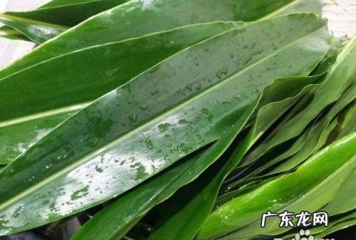 粽叶为什么容易裂开,为什么粽叶煮完了还是裂