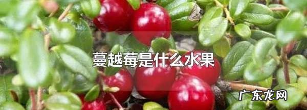 蔓越莓水果长什么样,蔓越莓是什么水果