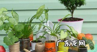 干水苔要泡多久才能复活,水苔用什么方法才能长快