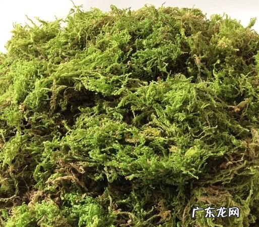 干水苔要泡多久才能复活,水苔用什么方法才能长快