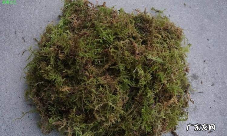 干水苔要泡多久才能复活,水苔用什么方法才能长快