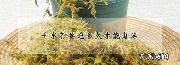 干水苔要泡多久才能复活,水苔用什么方法才能长快