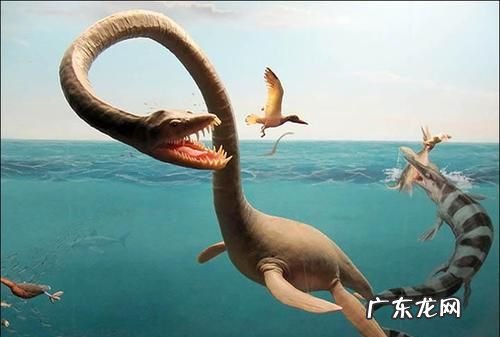 蛇颈龙还存在,蛇颈龙还活着
