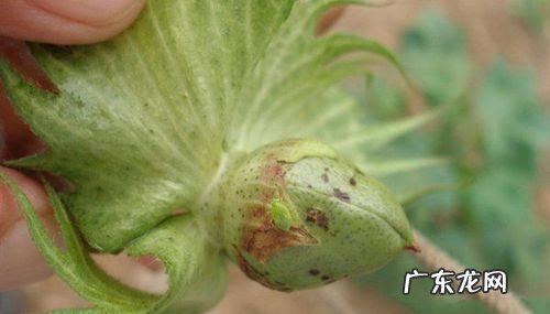狗蝇是什么东西,狗蝇资料介绍