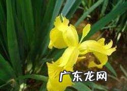 跟荷花相同的花有什么花,除了睡莲还有什么花长得像荷花一样