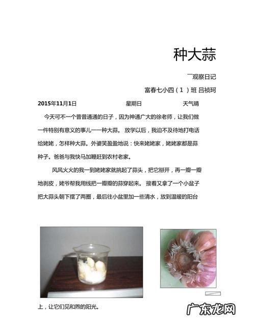 怎么泡蒜瓣的观察日记,大蒜观察日记怎么写