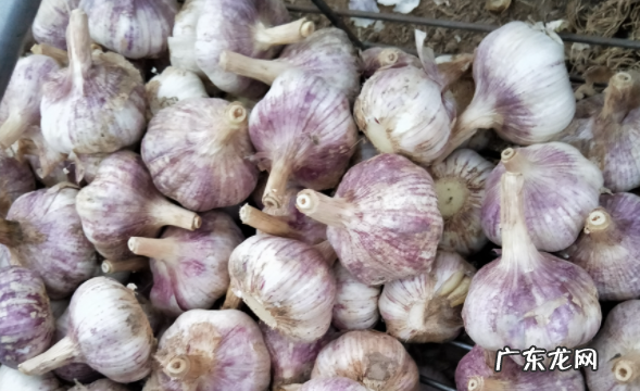 怎么泡蒜瓣的观察日记,大蒜观察日记怎么写