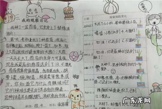 怎么泡蒜瓣的观察日记,大蒜观察日记怎么写