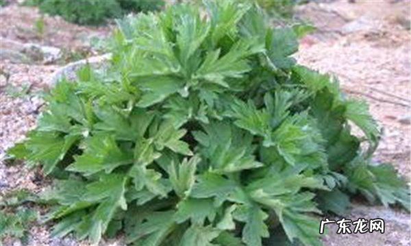 艾叶有驱蚊虫的功效,艾草有驱蚊的效果