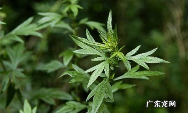 艾叶有驱蚊虫的功效,艾草有驱蚊的效果