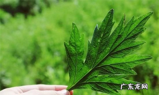 艾叶有驱蚊虫的功效,艾草有驱蚊的效果