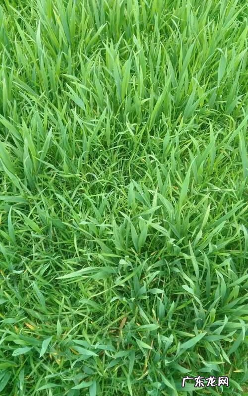 养草是什么意思啊,养火和养草是什么意思