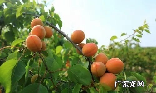 杏可以晒干怎么晒,在家做美甲的简单步骤