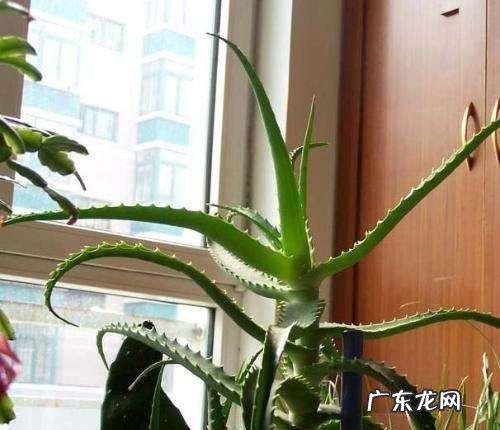 龙爪和芦荟的区别,芦荟和龙爪的区别对比