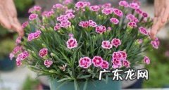石竹春天怎么养,石竹春天播种什么时候开花 石竹长花时长及养护方法