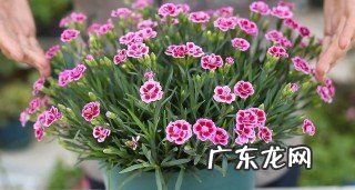 石竹春天怎么养,石竹春天播种什么时候开花 石竹长花时长及养护方法