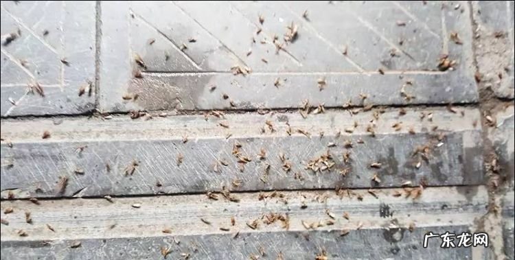 家里很多涨水蚊怎么办,为什么不能往家里带水