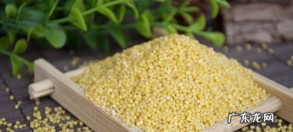 栗米是什么植物,栗米指的是什么米