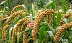 栗米是什么植物,栗米指的是什么米