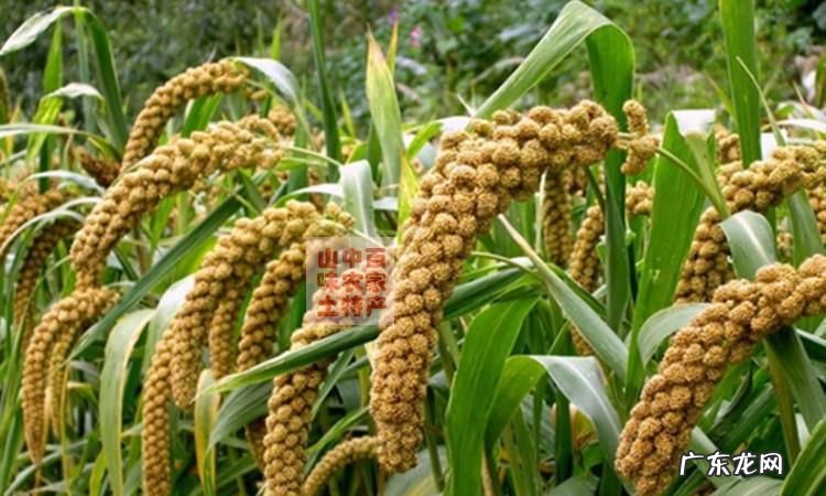 栗米是什么植物,栗米指的是什么米