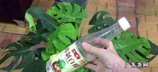 白醋喷花叶的正确方法,醋浇茶花的正确方法如下