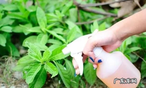醋可以去除蚜虫,醋能杀虫