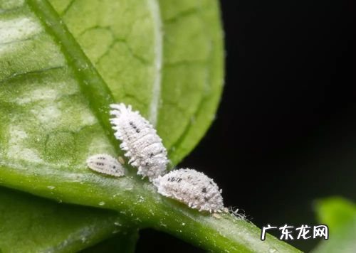 醋可以去除蚜虫,醋能杀虫