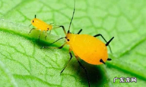 醋可以去除蚜虫,醋能杀虫