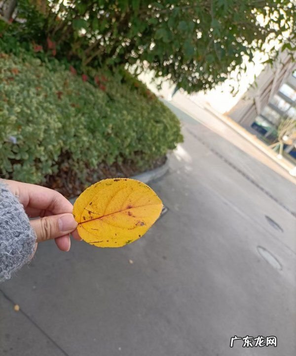 怎么彻底杀死蟑螂,蟑螂怎么消灭最彻底