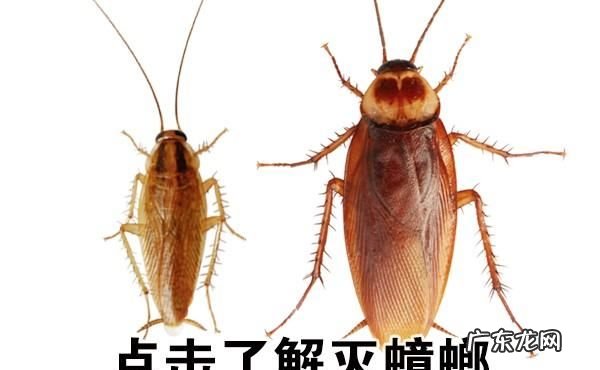 怎么彻底杀死蟑螂,蟑螂怎么消灭最彻底