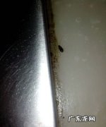 厨房小虫子特别特别小怎么消灭,厨房有很多小虫子怎么办