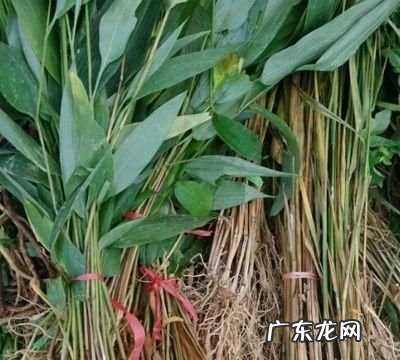 竹叶的功效与作用,竹叶有什么好处和坏处