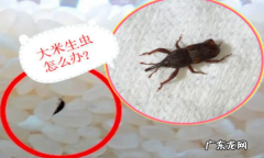 防止米生虫的妙招,为什么塑料桶装大米不生虫