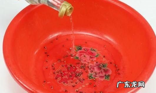 白醋喂鸡妙招,白醋喂鸡的0大好处