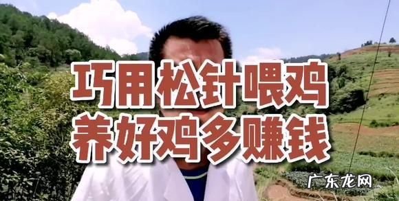 白醋喂鸡妙招,白醋喂鸡的0大好处