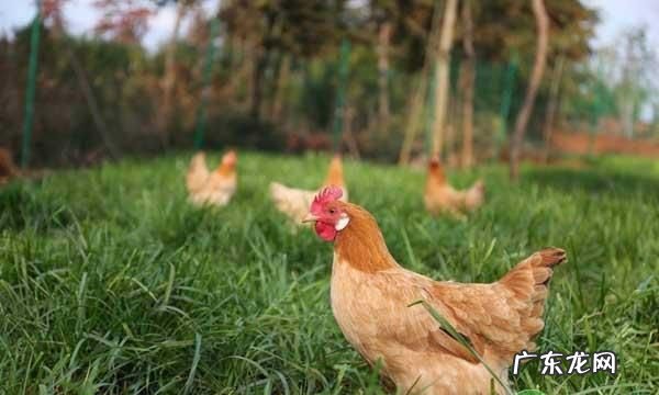 白醋喂鸡妙招,白醋喂鸡的0大好处