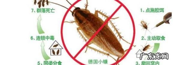 厨房灭蟑螂最有效的方法,厨房怎么灭蟑螂最有效的方法