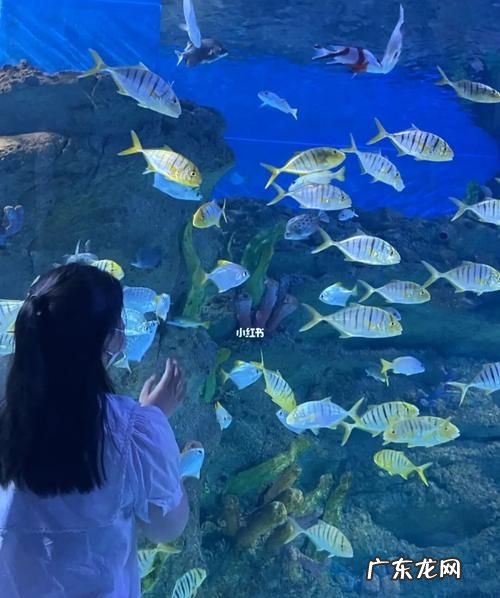 海洋馆有什么好玩的,上海哪一个海洋馆最值得去看